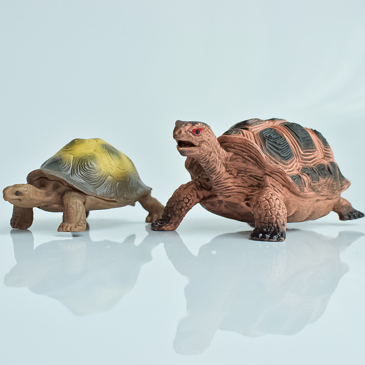 Home Office Word - Painted Realistic Animal Turtle | Aquatic
