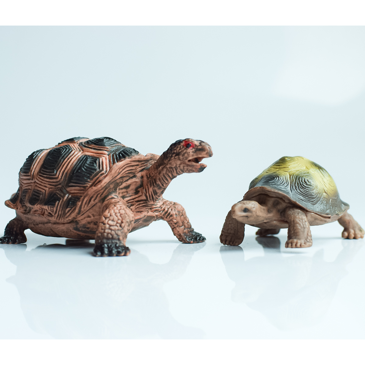 Painted Realistic Animal Turtl – Home Office Word recenzja i cena